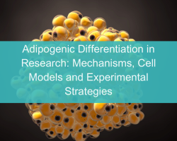 Adipogenic Differentiation in Research: Mechanisms, Cell Models and Experimental Strategies - cover